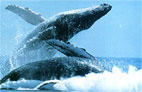 Humpback whales at play. Photo: JD Watt/WWF/Panda Photo