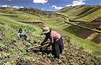 Planting potatoes, Chimboraza, Ecuador. Photo: Jim Horner/The Hutchison Library