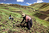 Planting potatoes in Chimborazo, Ecuador.::Mountain farmers have developed::unique skills to survive in::challenging environments.::© Jeremy Homer/The Hutchison Library