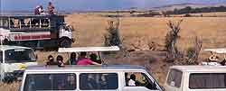 Safari vans cluster around lionesses, Kenya::© Fred Hoogervorst/Panos Pictures