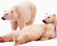 Polar bears are under threat in the:: Arctic due to early melting of sea ice::© Thomas D. Mangelsen/Panos Pictures