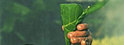 Drinking rainwater from banana leaf, Nigeria. (c) I. Uwanaka/UNEP