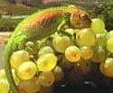 Cape dwarf chameleon