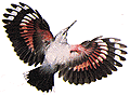 bird