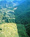 clearcutting