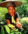 Medicinal plants