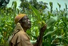 sorghum farmer