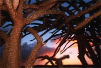 Spiny forest, southern Madagascar<br>© WWF-Canon / Martin Harvey Spiny forest, Madagascar