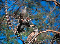 Ring-tailed lemur (<i>Lemur catta</i>) leaping between trees, Madagascar.<br>© WWF-Canon/Martin Harvey Ring-tailed lemur